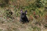 BOULEDOGUE FRANCAIS 228